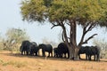 Elephants in Chobe National Park, Botswana Royalty Free Stock Photo