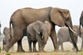 Elephants in Chobe National Park, Botswana Royalty Free Stock Photo