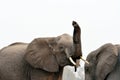 Elephants in Chobe National Park, Botswana Royalty Free Stock Photo