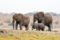 Elephants in Chobe National Park, Botswana Royalty Free Stock Photo