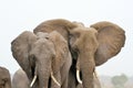 Elephants in Chobe National Park, Botswana Royalty Free Stock Photo