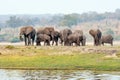 Elephants in Chobe National Park, Botswana Royalty Free Stock Photo