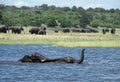 Baby elephants game in the Chobe National Park, Botswana, Africa