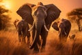 Elephants in Chobe National Park, Botswana, Africa, a herd of elephants walking across a dry grass field at sunset with the sun in Royalty Free Stock Photo