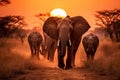 Elephants in Chobe National Park, Botswana, Africa, A herd of elephants walking across a dry grass field at sunset with the sun Royalty Free Stock Photo