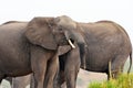 Elephants in Chobe National Park, Botswana Royalty Free Stock Photo