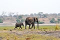 Elephants in Chobe National Park, Botswana Royalty Free Stock Photo