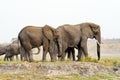 Elephants in Chobe National Park, Botswana Royalty Free Stock Photo