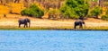 Elephants at the Chobe river Royalty Free Stock Photo