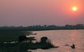 Elephants in Chobe riverfront at sunset Royalty Free Stock Photo