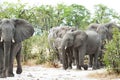 Elephants coming out the bush, Okavango Delta, Botswana, Africa. African wildlife with elephant herd coming out woods.