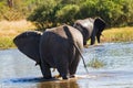 Elephants cross Khwai River