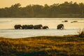 Elephants Cross the Luangwa River