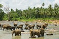 Elephants cross river in Pinnawala, Sri Lanka.
