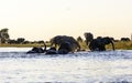 Elephants crossing the Chobe river Royalty Free Stock Photo