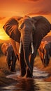 Elephants crossing Olifant River, evening shot, Amboseli National Park, Kenya