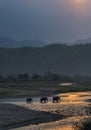 Elephants crossing Ramganga, Dhikala, Jim Corbett National Park, Nainital, Uttarakhand, India Royalty Free Stock Photo