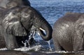 Elephants crossing a river in Botswana Royalty Free Stock Photo