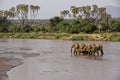 Elephants crossing river with doum palms in background, Samburu, Kenya Royalty Free Stock Photo