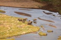 Elephants crossing a river - Kruger National Park Royalty Free Stock Photo