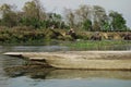 Elephants crossing a river in Nepal Royalty Free Stock Photo