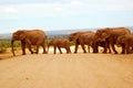 Elephants crossing road