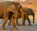 Elephants crossing a road