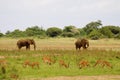 Elephants and deer Royalty Free Stock Photo