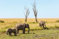 Elephants at a dehydrated water hole Royalty Free Stock Photo