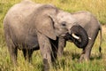 Elephants drink out of a watering hole in the Masai Mara Reserve in Kenya Africa