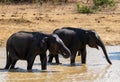 Elephants drink some Water in a Lake