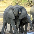 Elephants drink water from a natural reservoir in the African savanna
