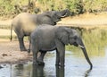 Elephants drink water from a natural reservoir in the African savanna