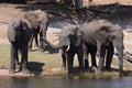 Four elephants drink water in the Okavango Delta.