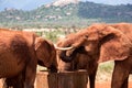 Elephants drink water from a water tank