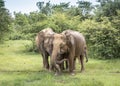 Elephants drink water in the Udawalawe National Park on the island of Sri Lanka