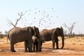 Elephants drink at a waterhole
