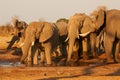 Elephants drink at a waterhole