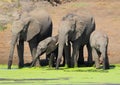 Elephants drinking Royalty Free Stock Photo