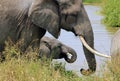 Elephants Drinking Royalty Free Stock Photo