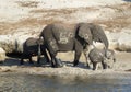 Elephants drinking by the Chobe River, Botswana Royalty Free Stock Photo