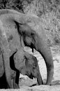 Elephants drinking from dry river bed