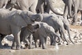 Elephants drinking