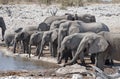 Elephants drinking.