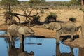 Elephants drinking