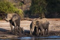 Elephants drinking and playing in the mud in the Chobe River, Chobe National Park, in Botswana, Africa Royalty Free Stock Photo