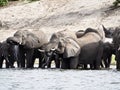 Elephants drinking in the river
