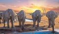 Elephants drinking t a camp with a beautiful sunset background - Nehimba, Hwange National Park, Zimbabwe