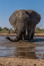 Elephants drinking and taking a bath in Mashatu Game Reserve Royalty Free Stock Photo