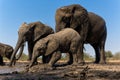 Elephants drinking and taking a bath in Mashatu Game Reserve Royalty Free Stock Photo